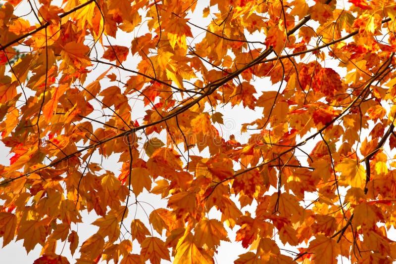 Colorful Fall Leaves Background Texture