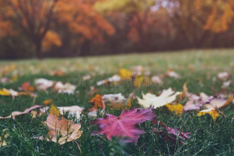Colorful fallen maple leaves on green grass in beautiful fall park. Trees with bright yellow and orange foliage on background.