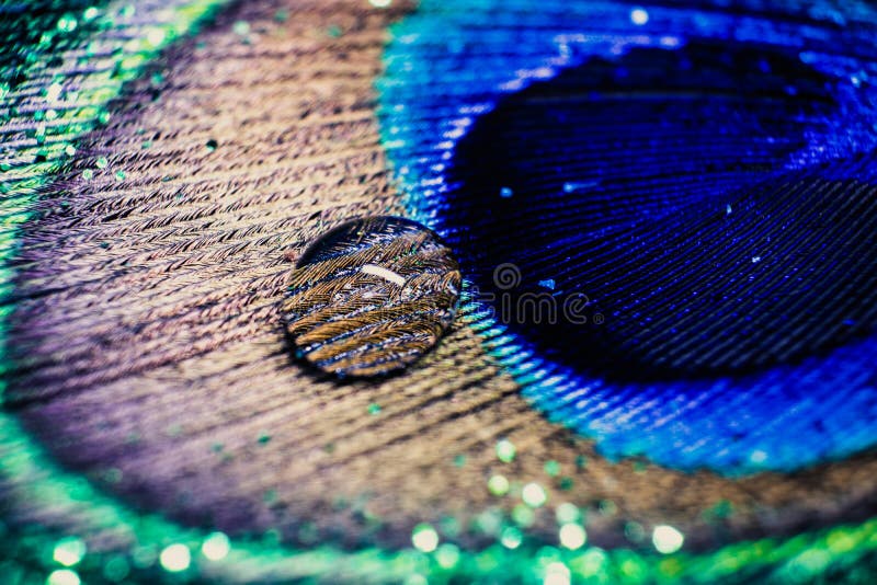 Colorful feather peacock with water drops and lights bokeh. Concept of peace