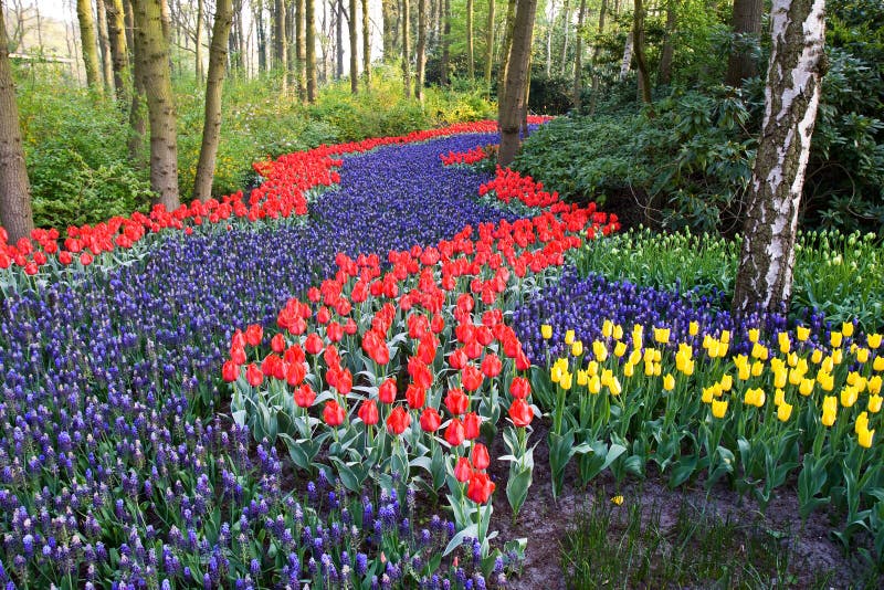 A colorful field of tulips and hyacinths