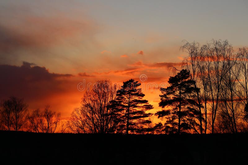 Colorful fiery sunset behind the crowns of trees