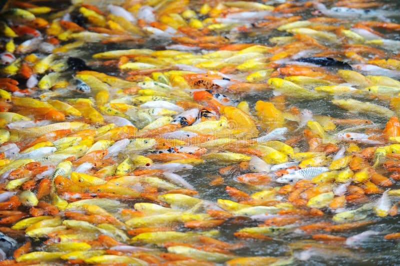 Koi Fish Competition for Food Stock Photo Image of hungry, lake 15687182