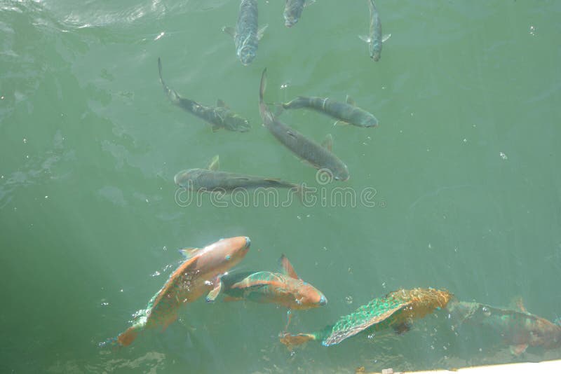 Colorful Fish with Blue Lips Stock Image Image of grow, experience