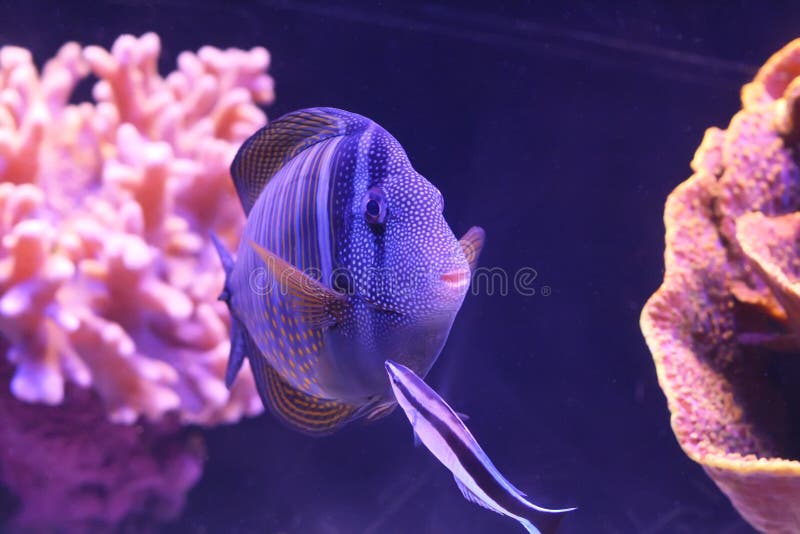 287,758 Colorful Fish Stock Photos - Free & Royalty-Free Stock