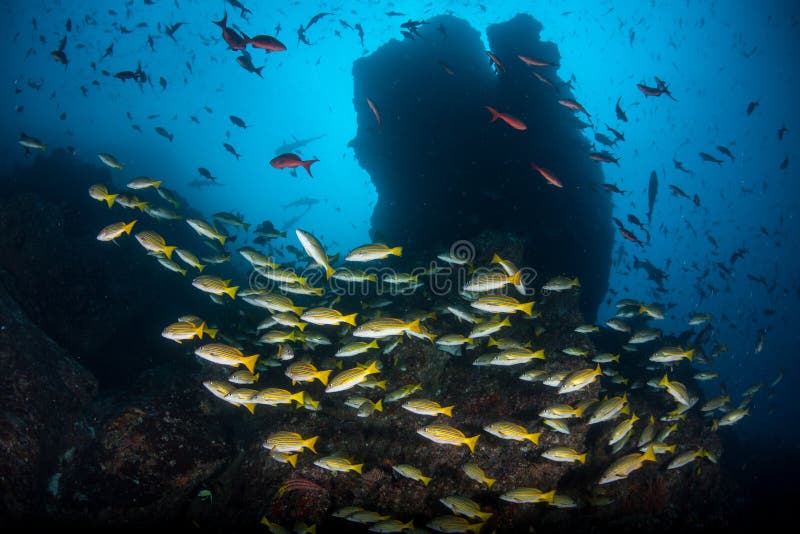 Colorful Fish Schooling Near Rocky Reef