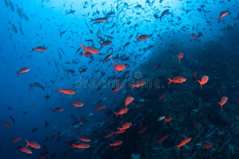 Colorful Fish Swimming Near Rocky Reef