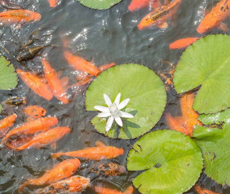 Colorful koi fish with white lotus in Isha foundation stock photos Colorful koi fish with white lotus in Isha foundation stock photos
