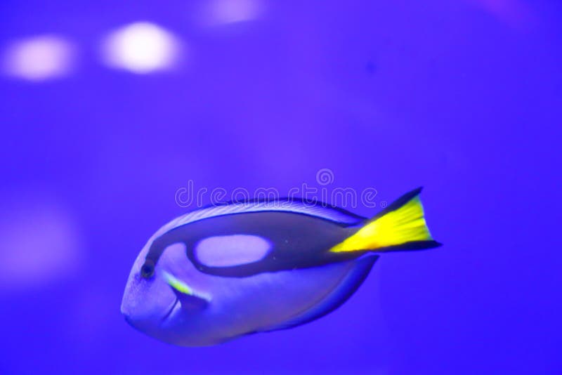 Colorful Fishes in green - Underwater life royalty free stock photo Colorful Fishes in green - Underwater life royalty free stock photo