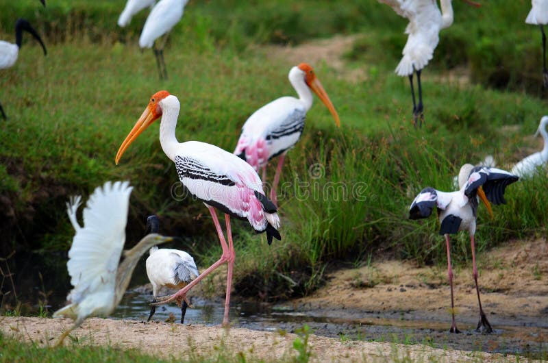 Colorful flamingos in movement, SrÃ­ Lanka