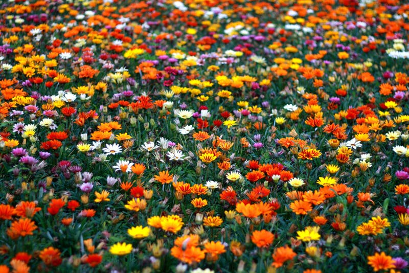 Colorful floral background royalty free stock photography