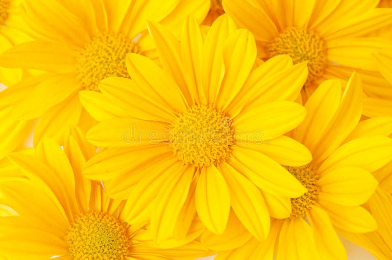 Colorful floral background royalty free stock photo