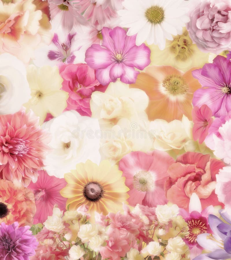 Colorful Floral Background royalty free stock image