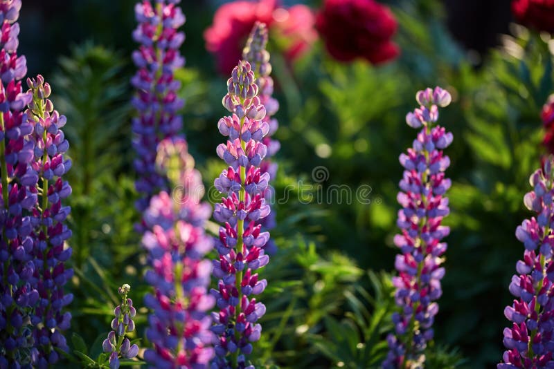 Colorful floral background. lupine flowers in blurred emerald greenery with copy space. summer garden in the evening sun