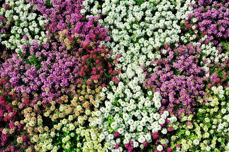 Colorful Floral Display for Background stock photos