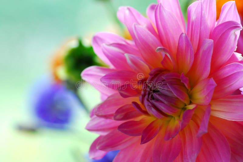Colorful Flower Petals stock image. Image of petals, petal 5516815
