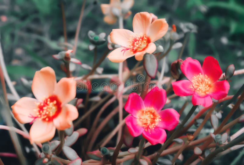 Colorful flower blooming autumn ,spring nature background stock images Colorful flower blooming autumn ,spring nature background stock images