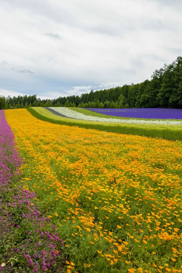 Colorful Flower Field, Hokkaido, Japan Stock Photo Image of famous