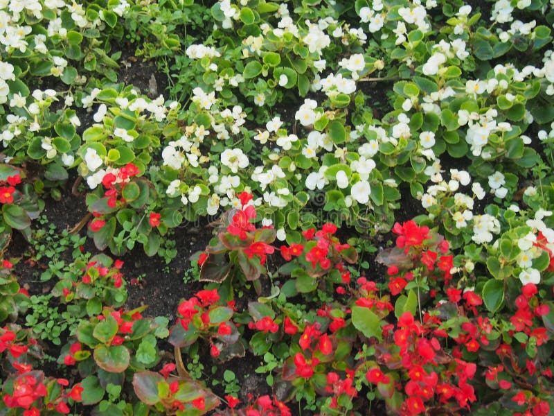 Colorful Flower Buds Of Begonia. Making The Lawn