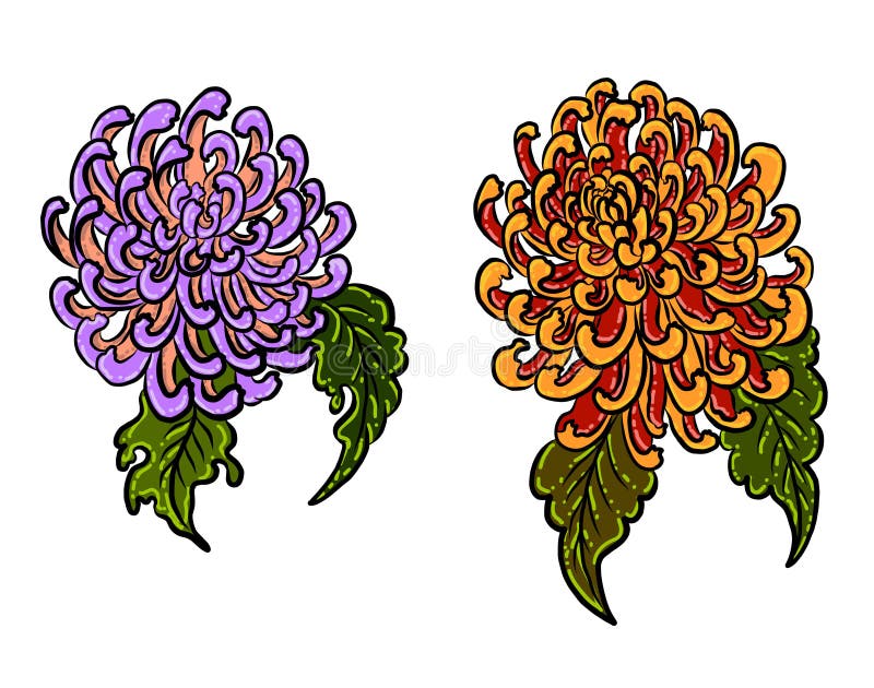 Chrysanthemum Flower Vector for Tattoo Design.Traditional Japanese ...