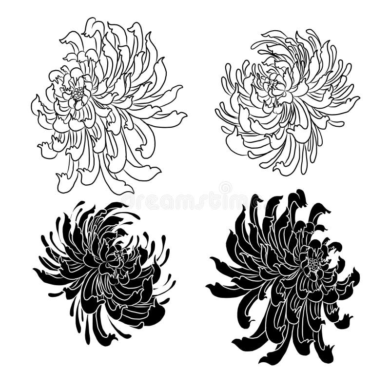 colorful flower with chrysanthemum for printing on background. Chrysanthemum flower vector for tattoo design.