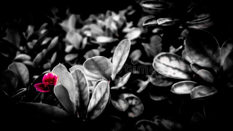 A colorful flower with the emptyness royalty free stock photo