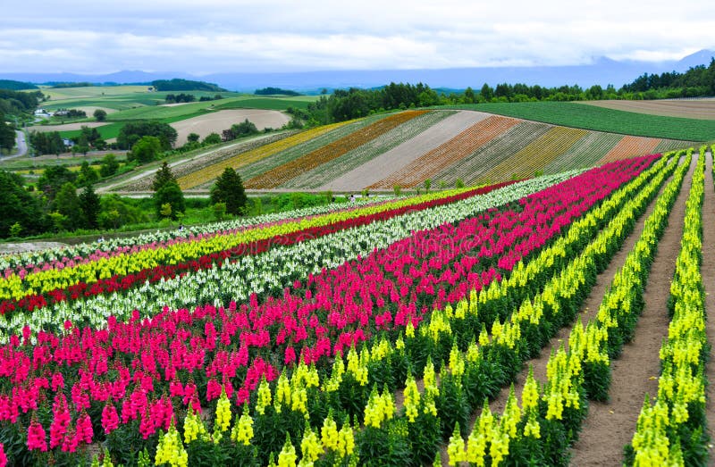 Colorful Flower Field in Hokkaido, Japan Stock Photo - Image of ...