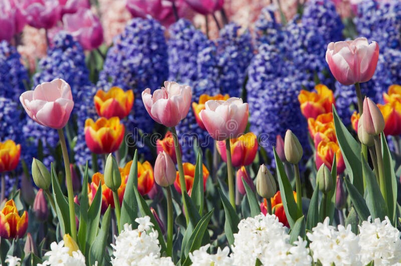 Colorful flower garden stock photography