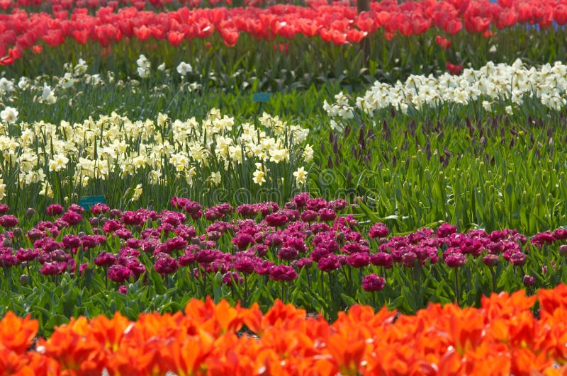 Colorful flower garden royalty free stock photos