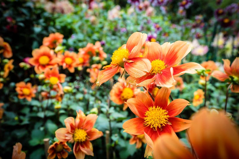 Colorful Flower in the Garden Stock Photo Image of color, bloom
