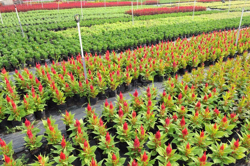 The colorful flower nursery field