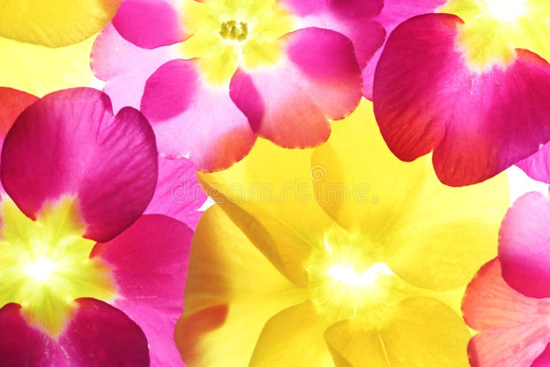 Colorful Flower Petals with Feather Stock Photo Image of closeup