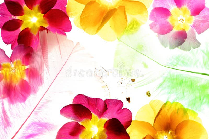 Colorful Flower Petals with Feather Stock Image Image of season