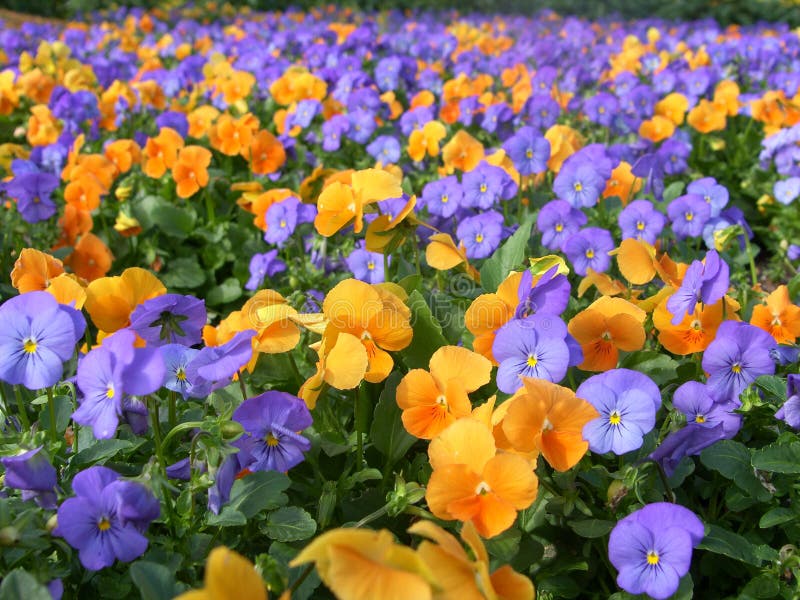 De flores sobre el jardín.