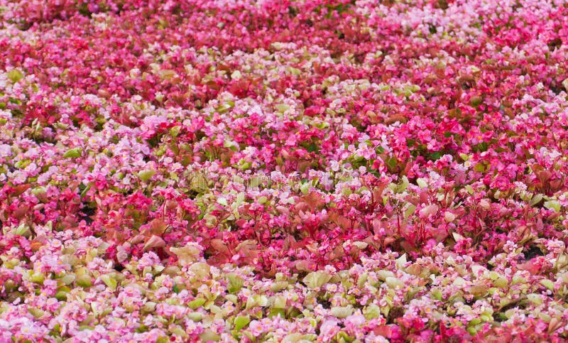 Colorful flowers