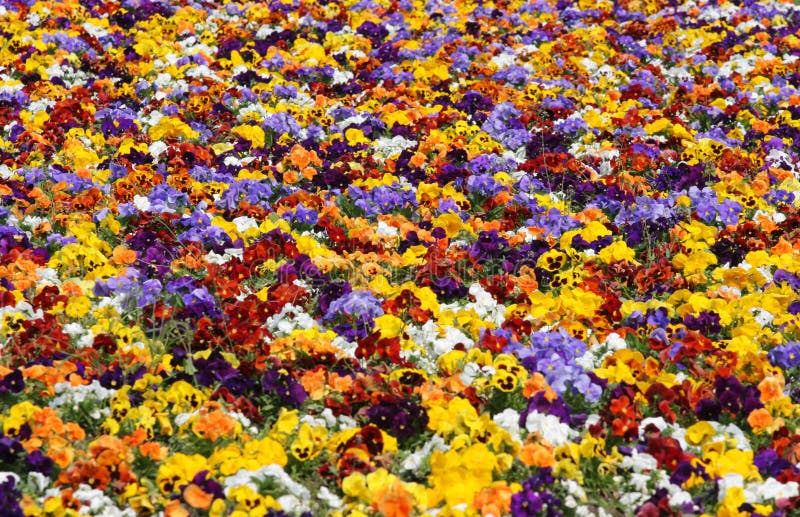 Colorful flowers stock photo. Image of motley, background 2346814