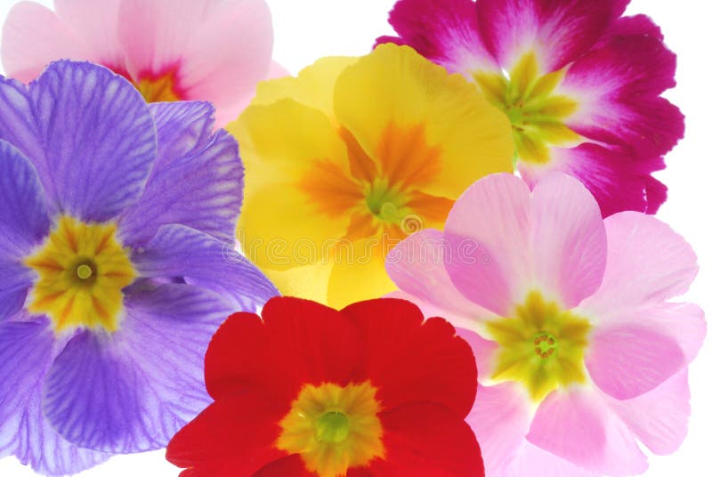 Colorful flowers stock image. Image of solitary, primula 4032117