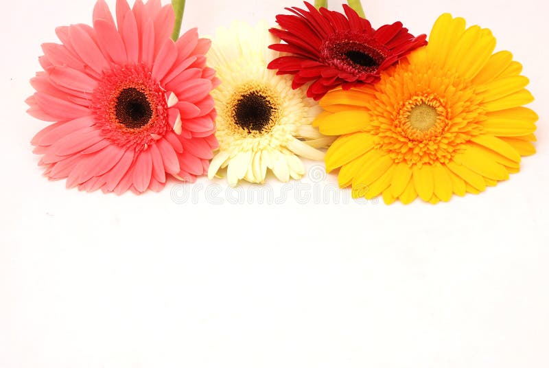 Colorful flowers royalty free stock photography