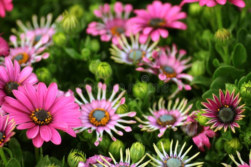 Colorful flowers