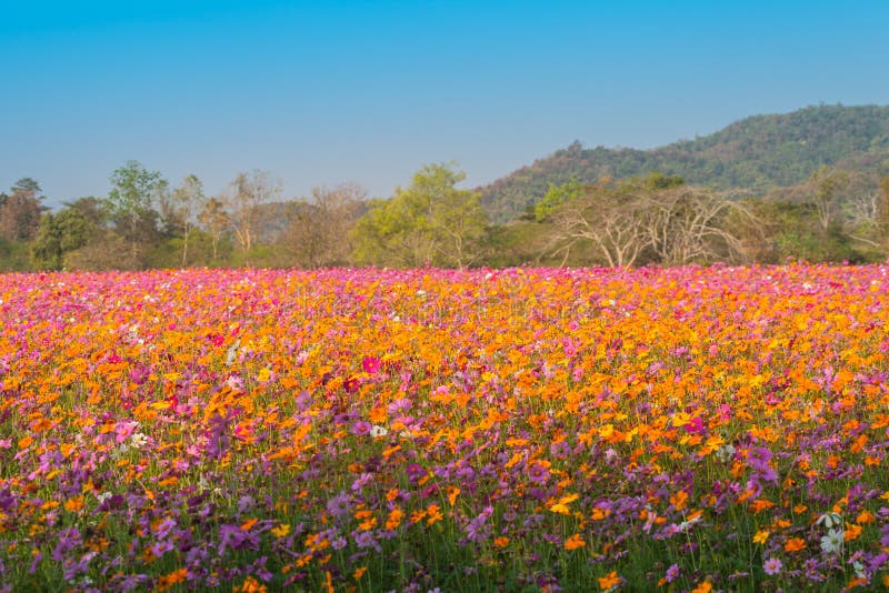 Colorful Flowers are Blooming in the Meadow at the Foothill Stock Image ...