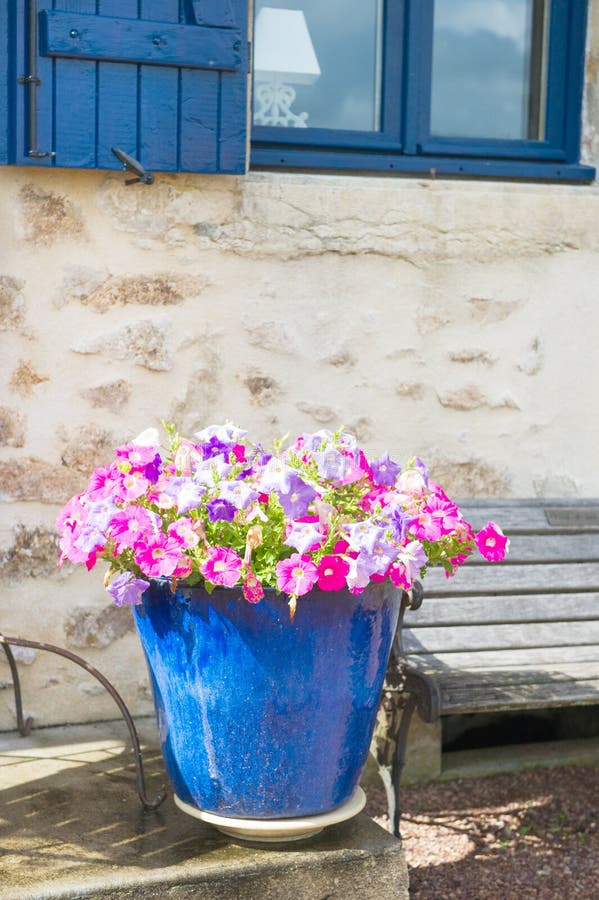 Colorful Flowers in Blue Pot Stock Photo - Image of colorful, wooden ...