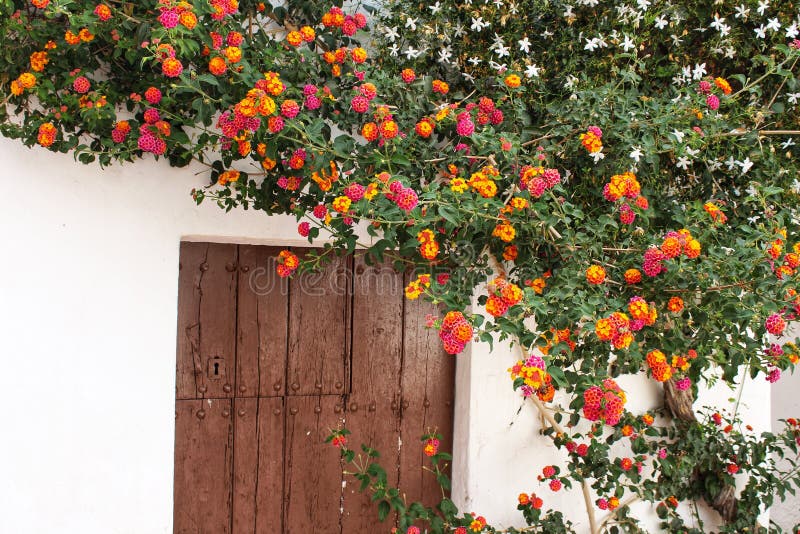 Colorful Flowers at the Door Stock Photo - Image of architecture ...