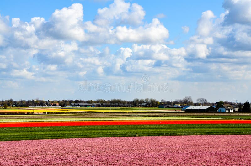 Colorful flowers field outside Keukenhof, Netherlands royalty free stock images Colorful flowers field outside Keukenhof, Netherlands royalty free stock images