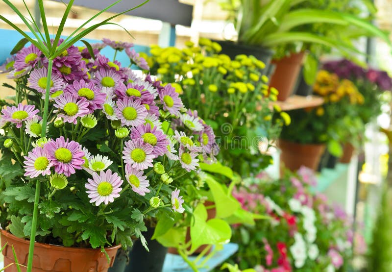 Colorful flowers in garden stock photo. Image of pink - 33285786