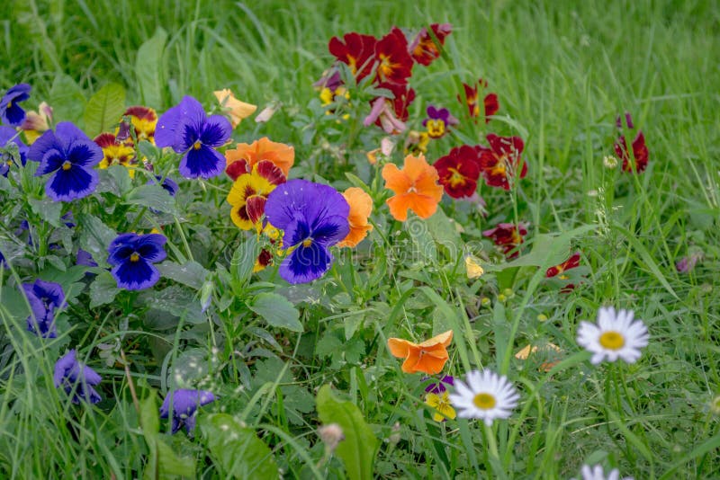 Colorful Flowers on the Green Grass Stock Image Image of garden
