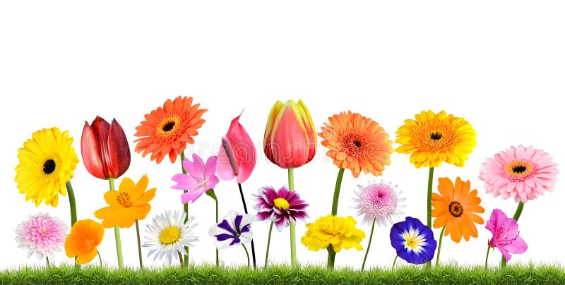 Colorful Flowers Growing in Grass Isolated on White