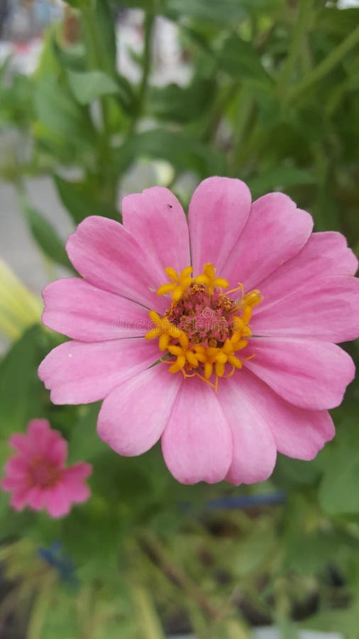 Colorful Flowers Look and Feel Refreshed Stock Image Image of flowers