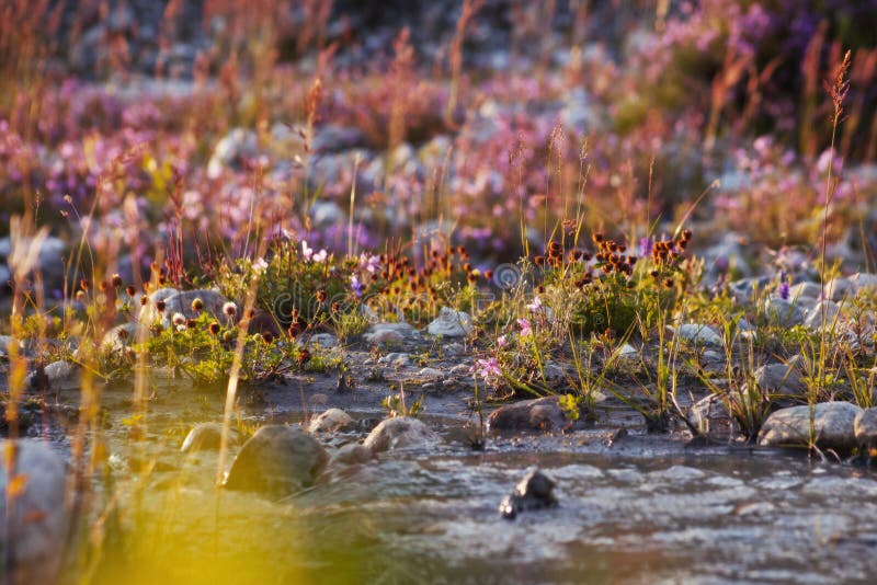 Colorful flowers near the mountain river