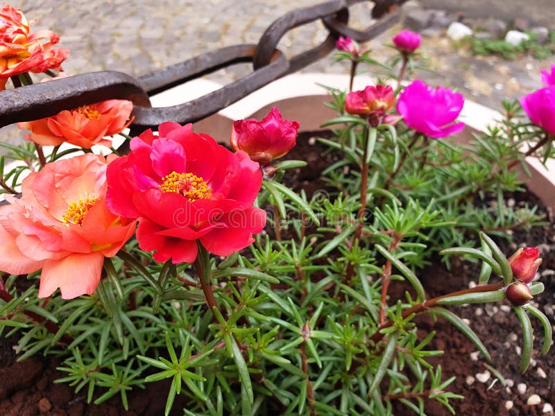 222-portulaca-bed-stock-photos-free-royalty-free-stock-photos-from