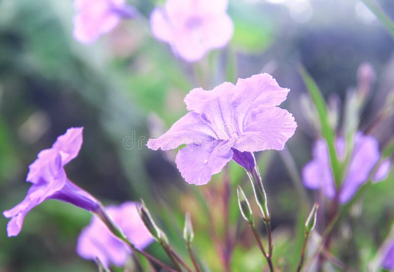 Colorful flowers sweet purple waterkanon or ruellia tuberosa blooming with water drops in the morning and reflection from sunrise stock photo Colorful flowers sweet purple waterkanon or ruellia tuberosa blooming with water drops in the morning and reflection from sunrise stock photo