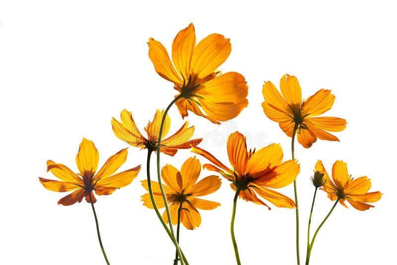 37,593 Flowers Transparent Background Stock Photos - Free